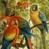 Попугаи ара