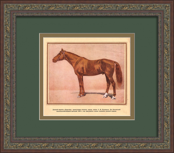 Донской жеребец - чемпион Всесоюзной сельскохозяйственной выставки 1939 года. Старинная тиражная графика